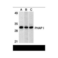 ProSci 3151 PHAP I Antibody