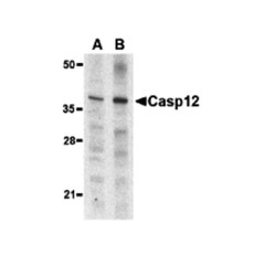 ProSci 3197 Caspase-12 Antibody