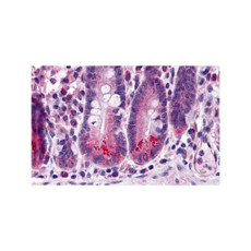 ProSci 3309 BRUCE Antibody