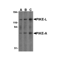 ProSci 3321 PIKE Antibody