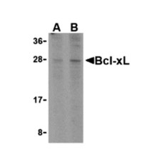 ProSci 3341 Bcl-xL Antibody