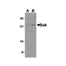 ProSci 3347 Bak Antibody