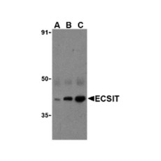 ProSci 3377 ECSIT Antibody