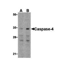 ProSci 3451 Caspase-4 Antibody