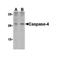 ProSci 3453 Caspase-4 Antibody