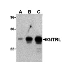 ProSci 3591 GITRL Antibody