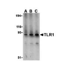 ProSci 3639 TLR1 Antibody