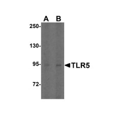 ProSci 3649 TLR5 Antibody