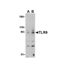 ProSci 3737 TLR9 Antibody