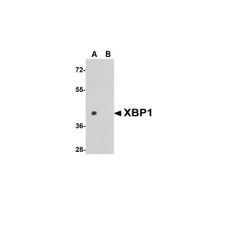 ProSci 3687 XBP-1 Antibody