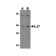 ProSci 3799 IL-27 Antibody