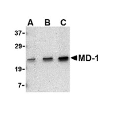 ProSci 3847 MD-1 Antibody