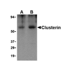 ProSci 3856 Clusterin Antibody