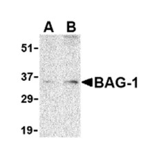 ProSci 3871 BAG-1 Antibody
