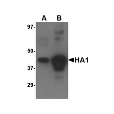 ProSci 3913 Avian Influenza H5N1 Hemagglutinin (IN2) Antibody