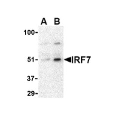ProSci 3943 IRF7 Antibody