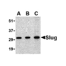 ProSci 3959 Slug Antibody