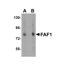 ProSci 3993 FAF1 Antibody