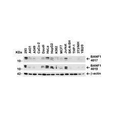 ProSci 4019 BANF1 Antibody