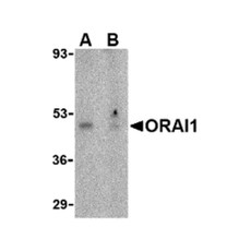 ProSci 4041 ORAI1 Antibody