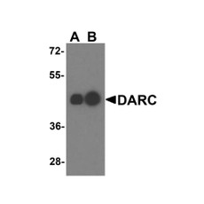 ProSci 4071 DARC Antibody