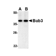 ProSci 4227 Bub3 Antibody