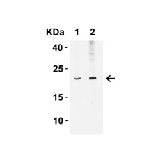 ProSci 4243 IFN-beta Antibody