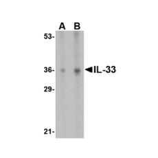 ProSci 4271 IL-33 Antibody