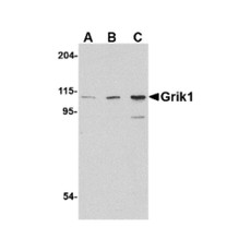ProSci 4381 Grik1 Antibody