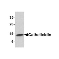 ProSci 4429 Cathelicidin Antibody