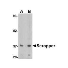 ProSci 4451 SCRAPPER Antibody