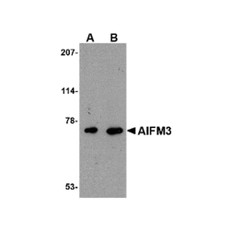 ProSci 4541 AIFM3 Antibody