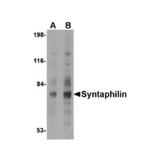 ProSci 4617 Syntaphilin Antibody