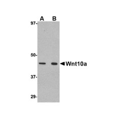 ProSci 4639 Wnt10a Antibody