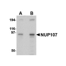 ProSci 4699 NUP107 Antibody