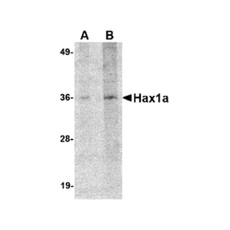 ProSci 4711 Hax1a Antibody