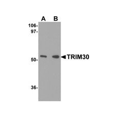 ProSci 4747 TRIM30 Antibody