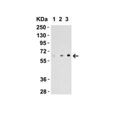 ProSci 4967 EBI3 Antibody