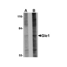 ProSci 4973 Gle1 Antibody