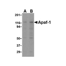 ProSci PM-2015 Apaf-1 Antibody