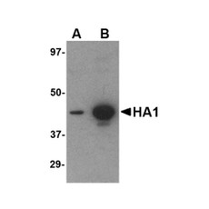 ProSci PM-4008 Hemagglutinin Antibody
