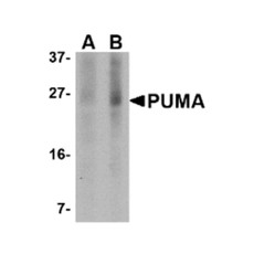 ProSci PM-4525 PUMA Antibody