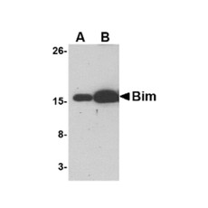 ProSci PM-4819 Bim Antibody
