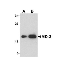 ProSci PM-4847 MD-2 Antibody