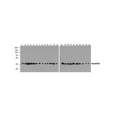 ProSci PM-7569 GAPDH Antibody