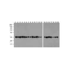 ProSci PM-7569-biotin GAPDH Antibody