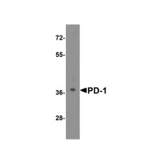 ProSci RF16003 PD1 Antibody