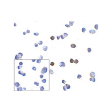 ProSci RF16005 PD1 Antibody
