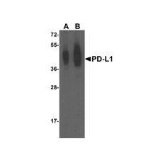 ProSci RF16031 PDL1 Antibody
