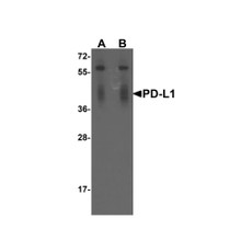 ProSci RF16037 PDL1 Antibody